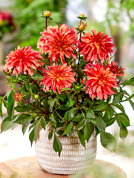 Dahlia 'Gallery Art Deco' tubers - Buy online at DutchGrown™ UK