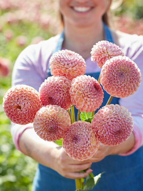 Coral and peach toned dahlia