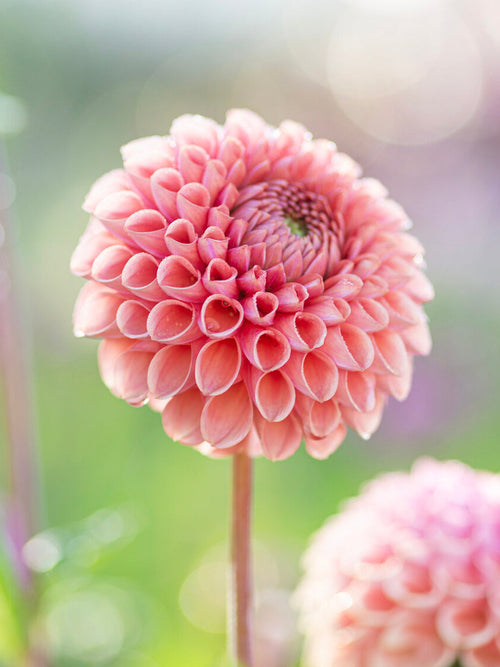 Dahlia ‘Cornel Salmon’ ball bloom