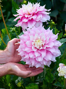 Dahlia Gitts Perfection