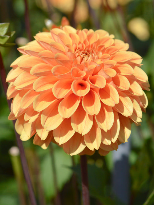 Buy Dahlia Golden Scepter