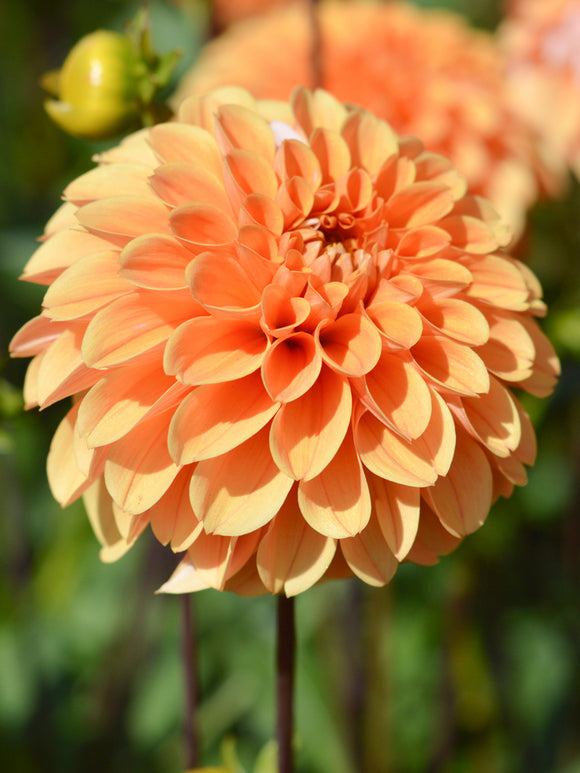 Dahlia Golden Scepter Tubers for spring planting