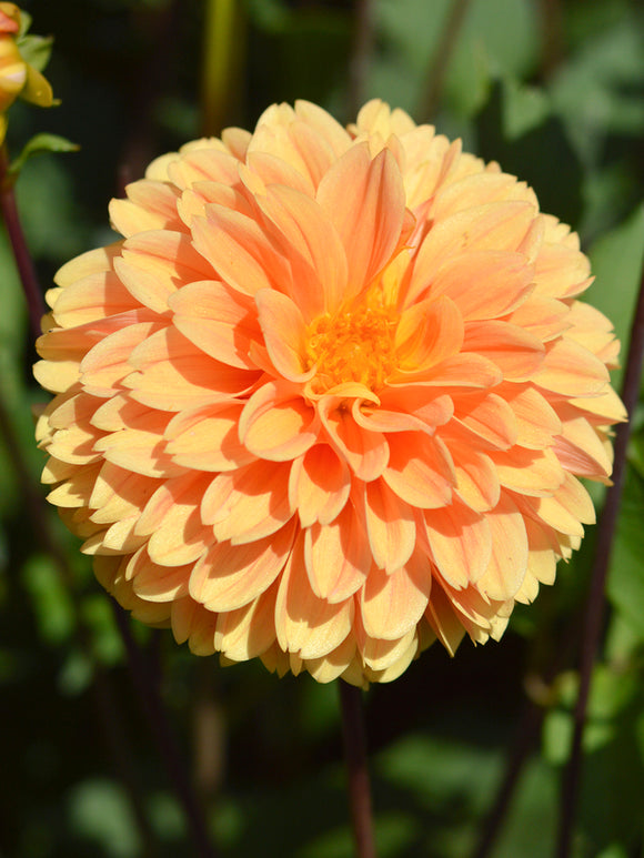 Buy Dahlia Golden Scepter tubers for spring shipping to UK