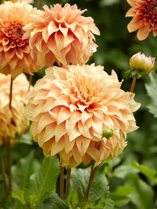 Dahlia ‘Great Hercules’ - UK delivery