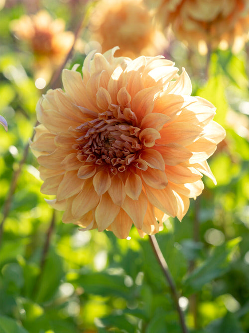 Dahlia ‘Great Hercules’ in summer border