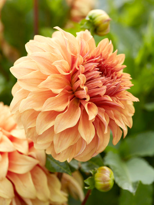 Tall decorative dahlia with large flowers