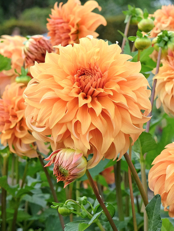 Large apricot dinnerplate dahlia flower