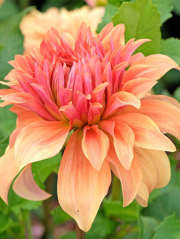 Large apricot decorative dahlia flower