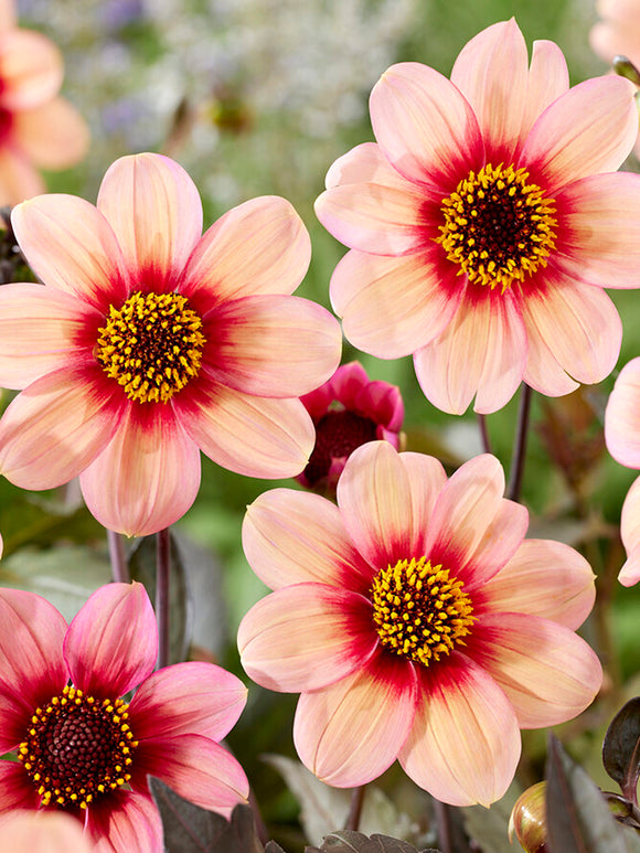 Buy Dahlia HS Kiss For Spring Planting in the UK