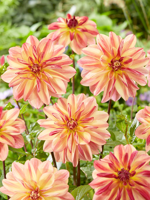 Dahlia ‘Happy Butterfly’ in cottage garden