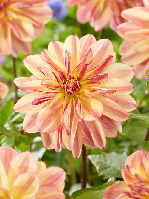 Open-centred pink and peach dahlia