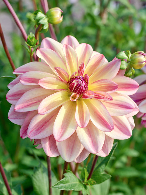 Dahlia ‘Happy Butterfly’ bloom close-up