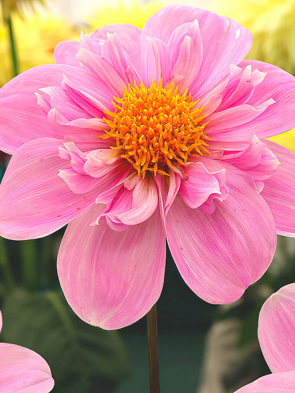 Dahlia Hartenaas - Dahlia 'Hartenaas' in summer garden