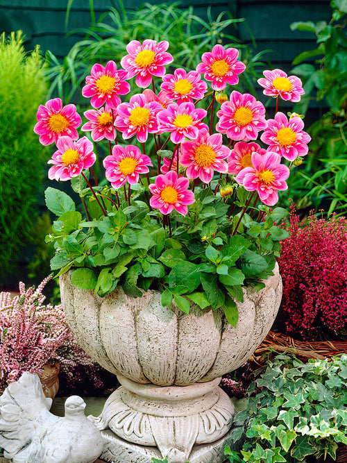 Dahlia Hartenaas - UK spring delivery