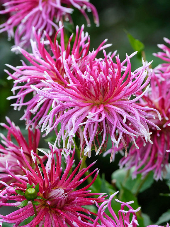 Magenta spider-form dahlia flower