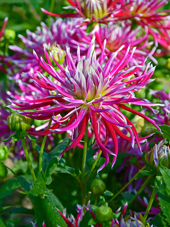 Dahlia ‘Hollyhill Spiderwoman’ bloom close-up