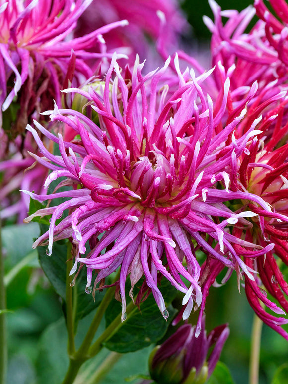 Dahlia ‘Hollyhill Spiderwoman’ on tall stems