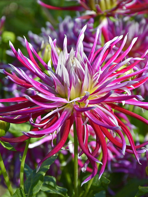 Twisted petal dahlia in garden border