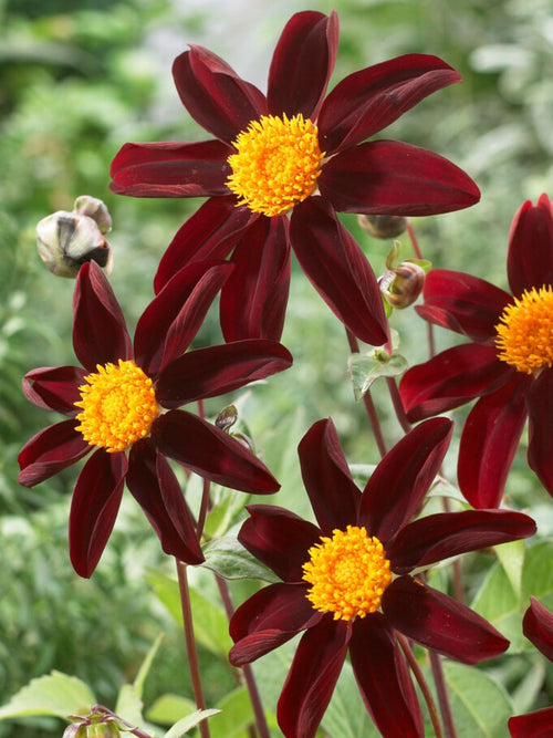 Dahlia TUBERS Verrone's Obsidian (Honka Black)