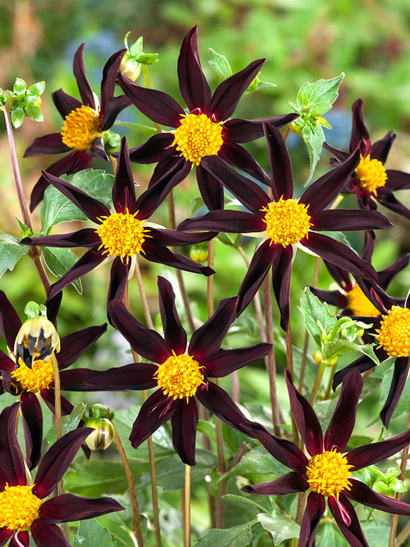 Dahlias Honka Black