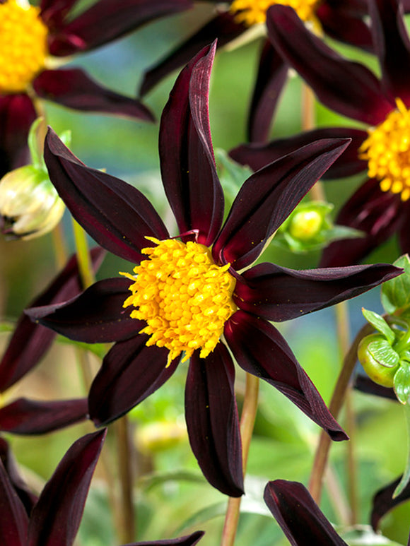 Dahlia Honka Black