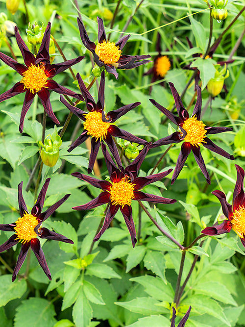 Honka Black Dahlias