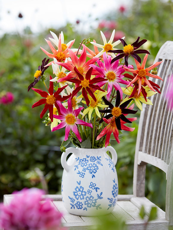 Star-shaped Honka dahlias in red, yellow, pink, and white