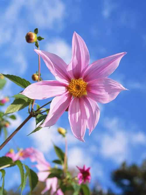 Dahlia Imperialis (The Tree Dahlia)