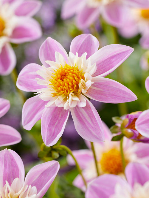 Dahlia ‘Impression Famoso’ collarette flower