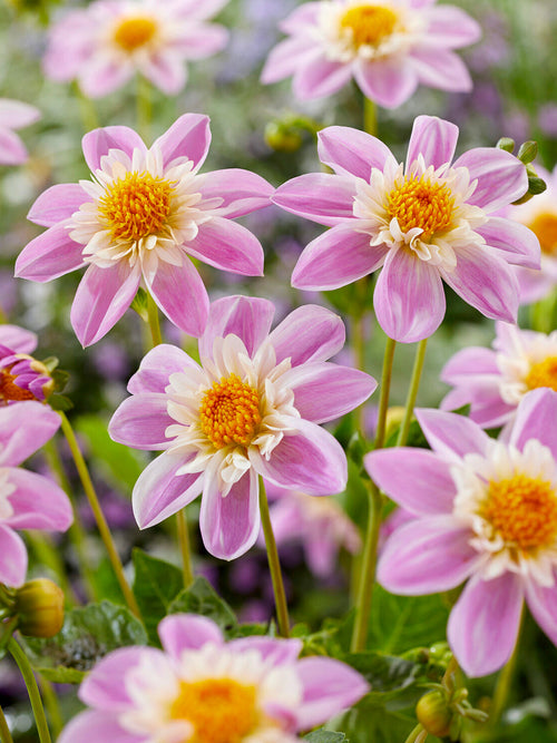 Pink collarette dahlia with yellow centre