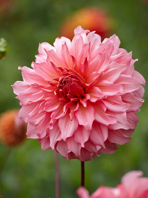 Dahlia ‘Islander’ dinnerplate pink bloom