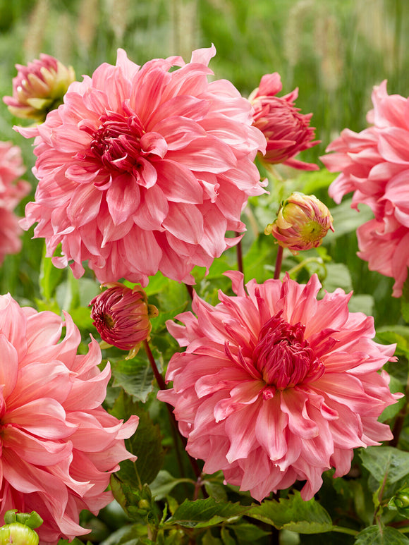Soft romantic pink dahlia flower