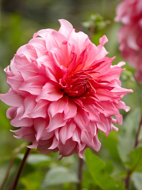Shell pink decorative dinnerplate dahlia