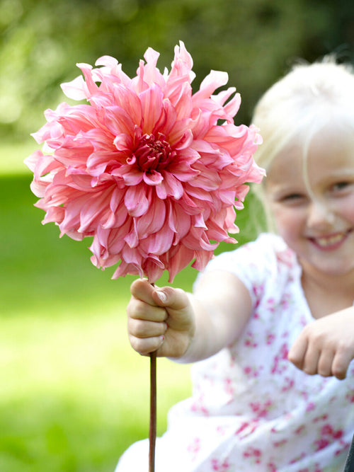 Cut flower Dahlia ‘Islander’
