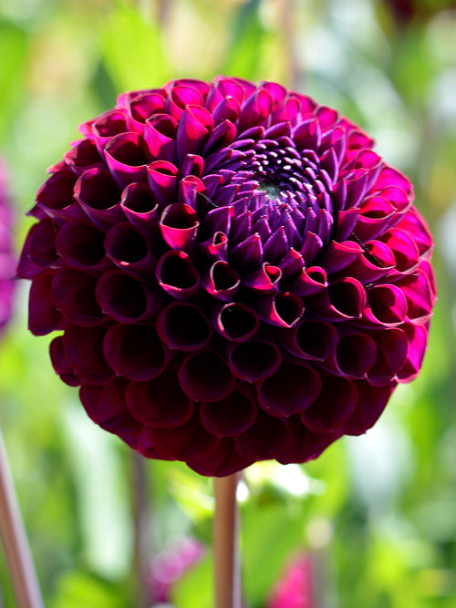 Buy Dahlia Ivannetti tubers for spring planting