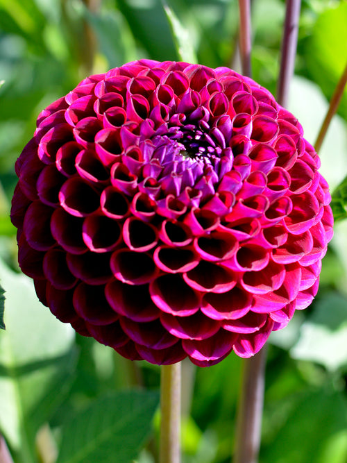 Dahlia Ivannetti