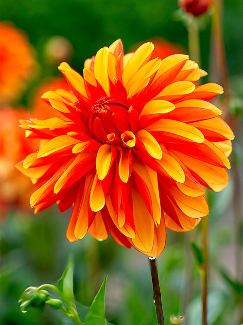Dahlia ‘Japlou’ decorative bloom close-up