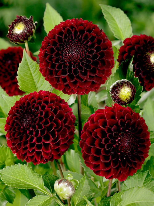 Buy Dahlia Jowey Mirella Tubers