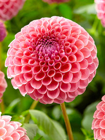 Dahlia Jowey Winnie
