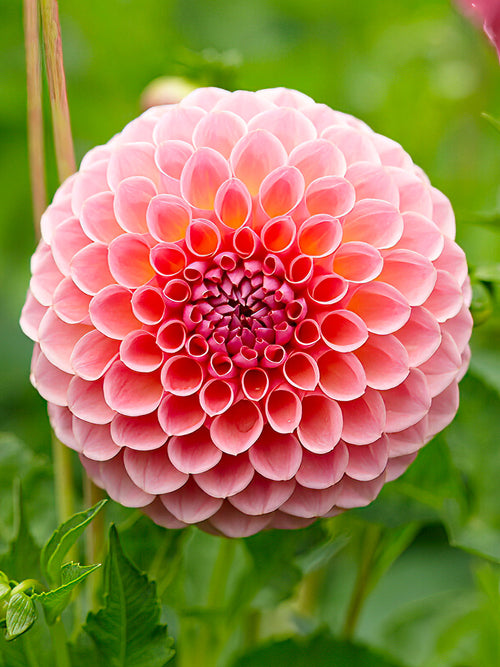 Pompon blooms of Dahlia ‘Jowey Winnie’