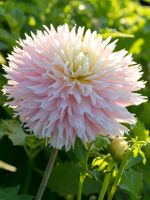 Dahlia Just Married Tubers