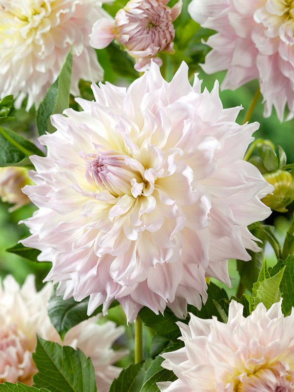 Dahlia ‘Ka’s Cloud’ white dinnerplate bloom