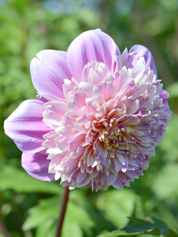 Dahlia Life Style