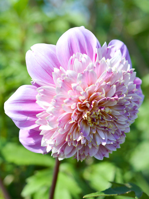 Buy Dahlia Life Style