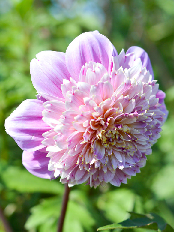 Buy Dahlia Life Style