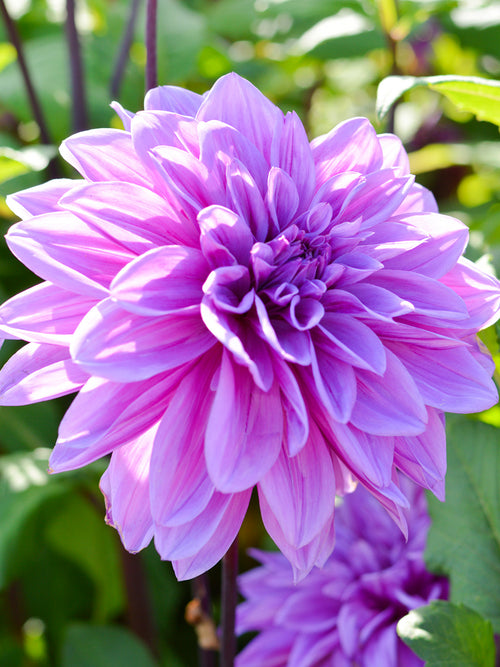 Dahlia Lilac Time Tubers