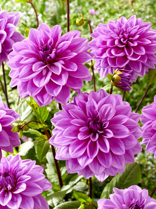 Dahlia Lilac Time