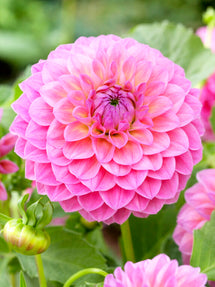 Dahlia Linda's Baby