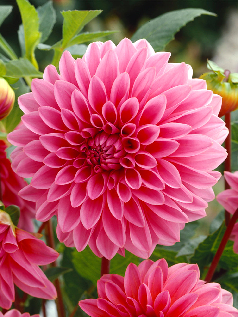 Dahlia Lucky Number Tubers DutchGrown UK dahlia-lucky-number-tubers-dutchgrown-uk