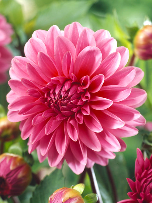 Dahlia Lucky Number